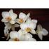 3D Orkide Çiçek Desen Duvar Kağıdı 3560
